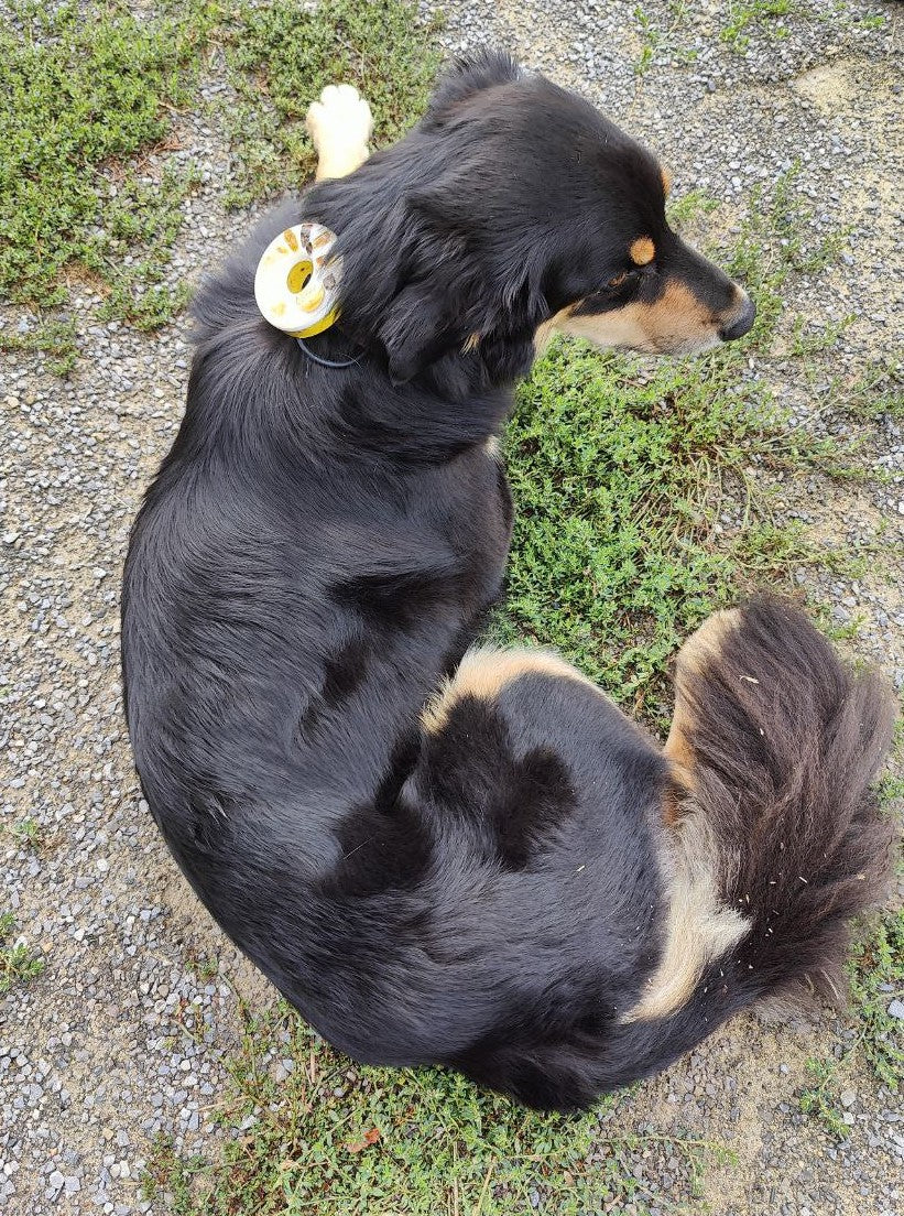 Orgonite für Tiere - Chakren oder Themen